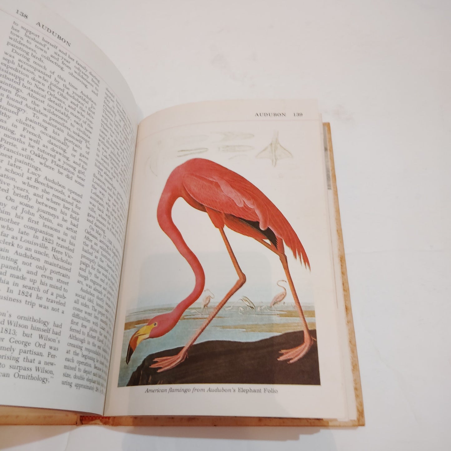 Audubon Nature Encyclopedia 12 Volume Set 1965 First Printing Vintage