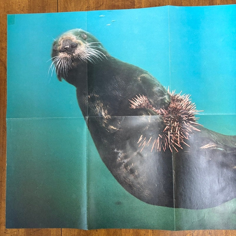 National Geographic VTG Oct 1971 2-Sided Sea Otter & Wildlife Poster 31x20.5"
