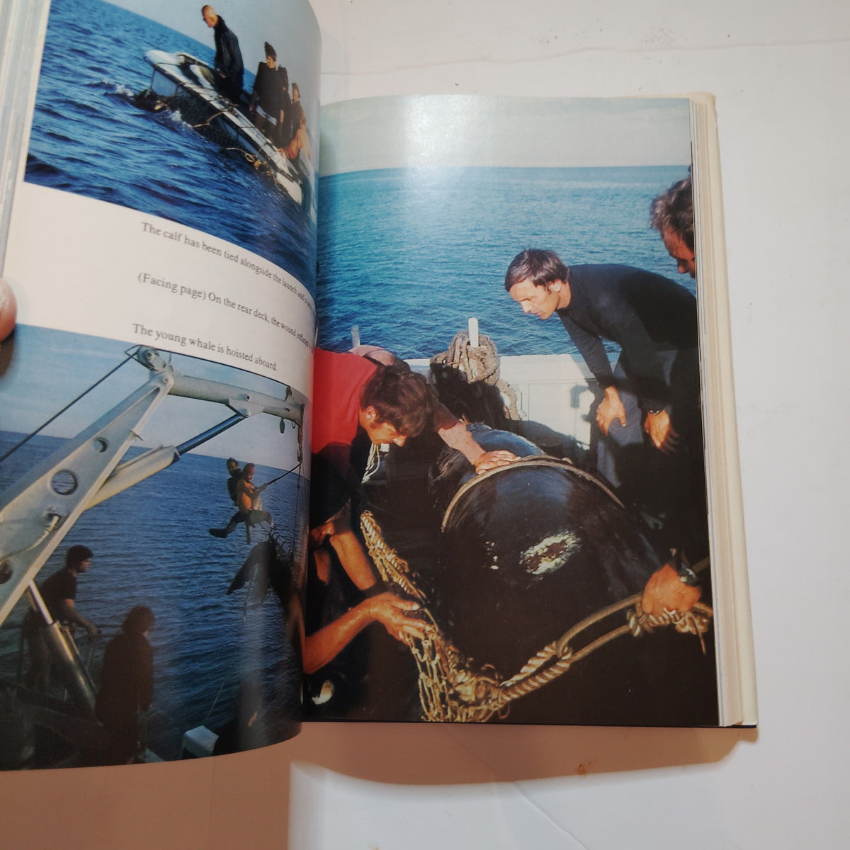 The Whale Mighty Monarch of the Sea 1972 Cousteau Hardcover Excellent One-Owner