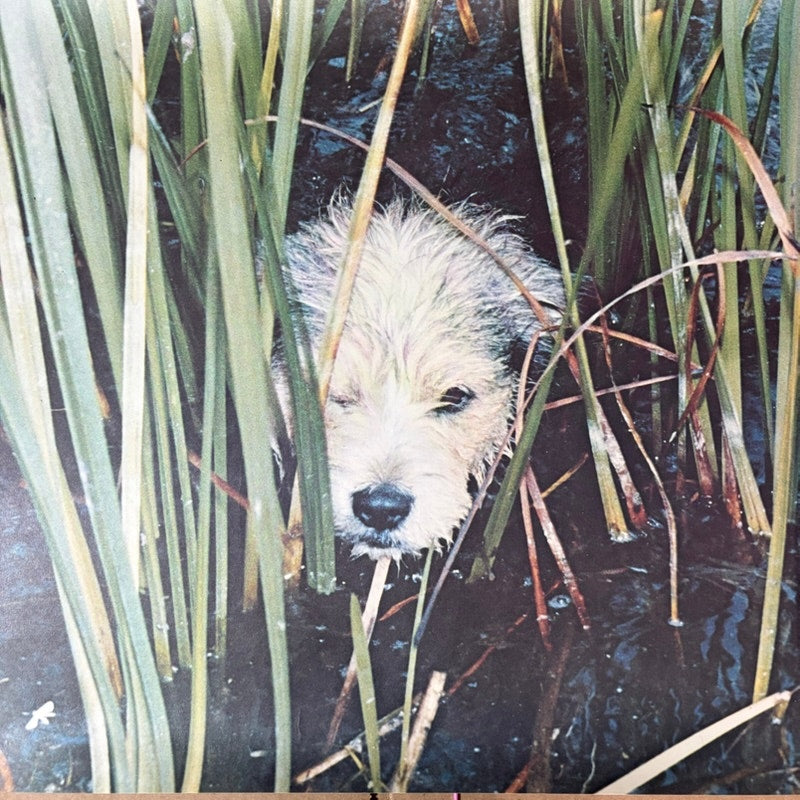 Vintage 70s Dog in Water Reeds Art Poster 20" x 16" - Green & Brown Print