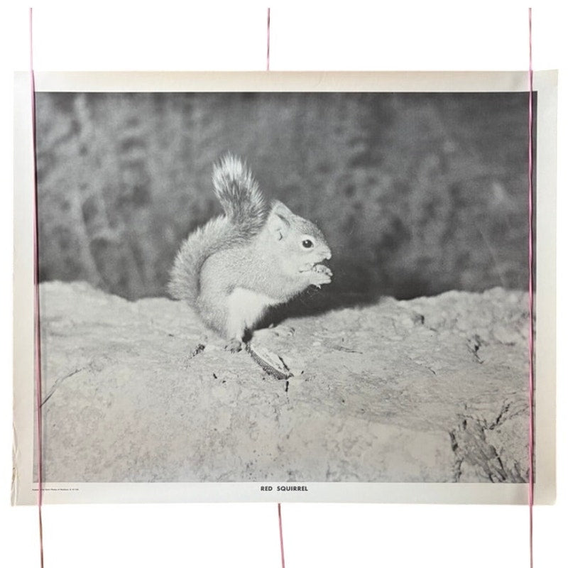 Vintage Red Squirrel Poster B&W Animal Wall Art Print 20x16" KVM Published USA