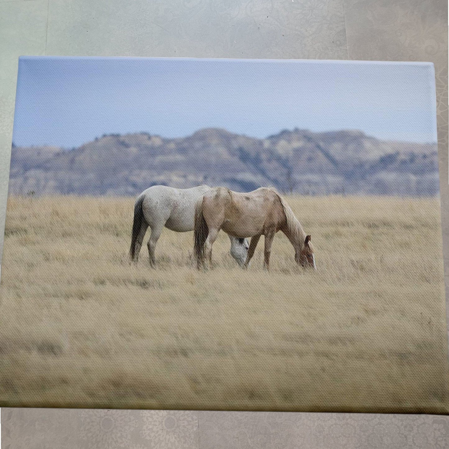 20x16 Grazing Wild Horses Stretched Canvas, Wood Frame Wall Art Design/D. Sproul