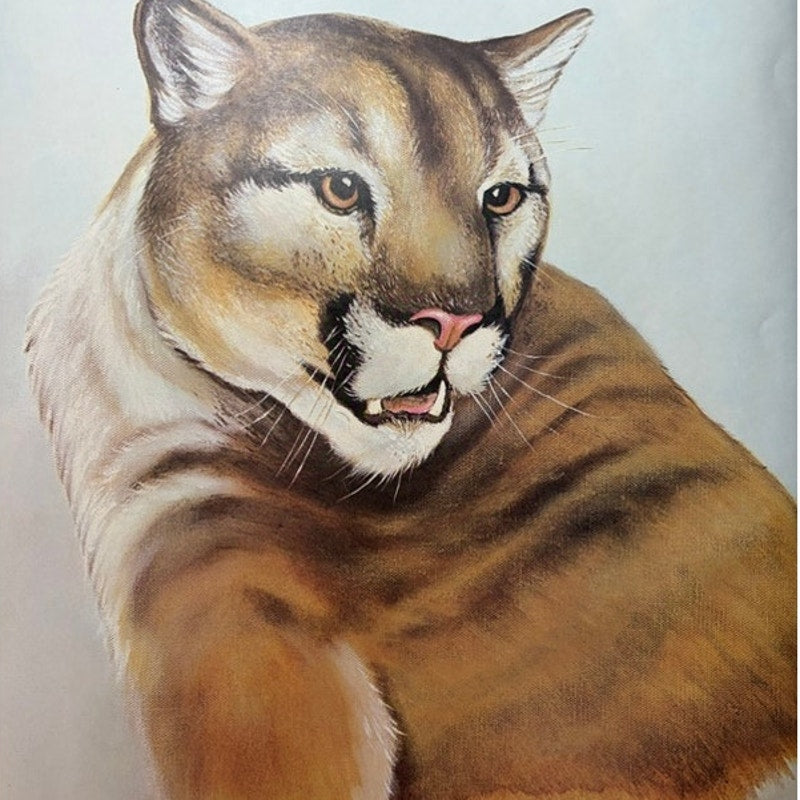 Randy Charlesworth Mountain Lion Cougar Cat Wildlife Print Poster 20x16 Vintage