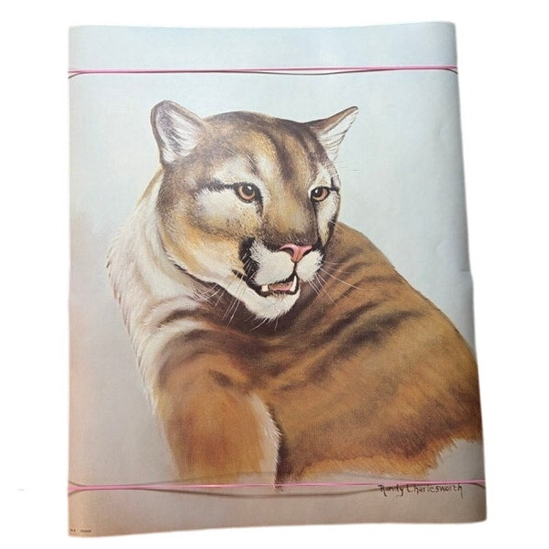 Randy Charlesworth Mountain Lion Cougar Cat Wildlife Print Poster 20x16 Vintage