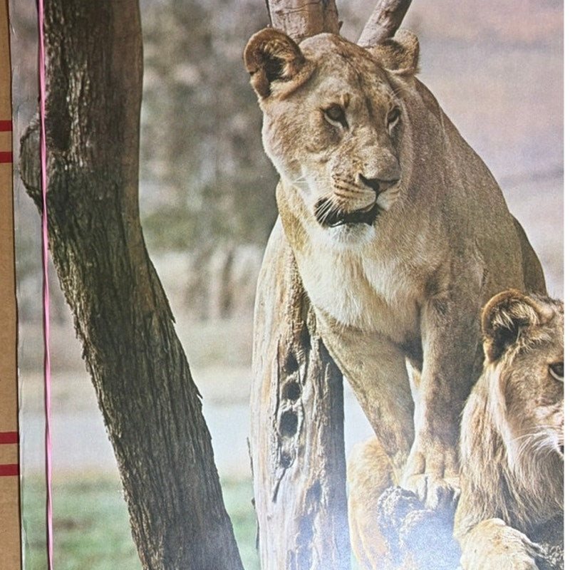 Vintage Lions Poster - Mother & Cub in Tree, Matte Finish, 20" x 16" Brown/Green