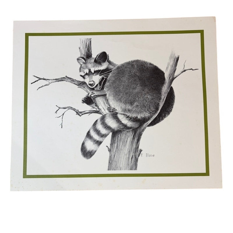 Vintage 1970s Raccoon in Tree Pencil Art Print - F. Blane Signed, 16" x 13.5"