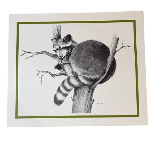 Vintage 1970s Raccoon in Tree Pencil Art Print - F. Blane Signed, 16" x 13.5"
