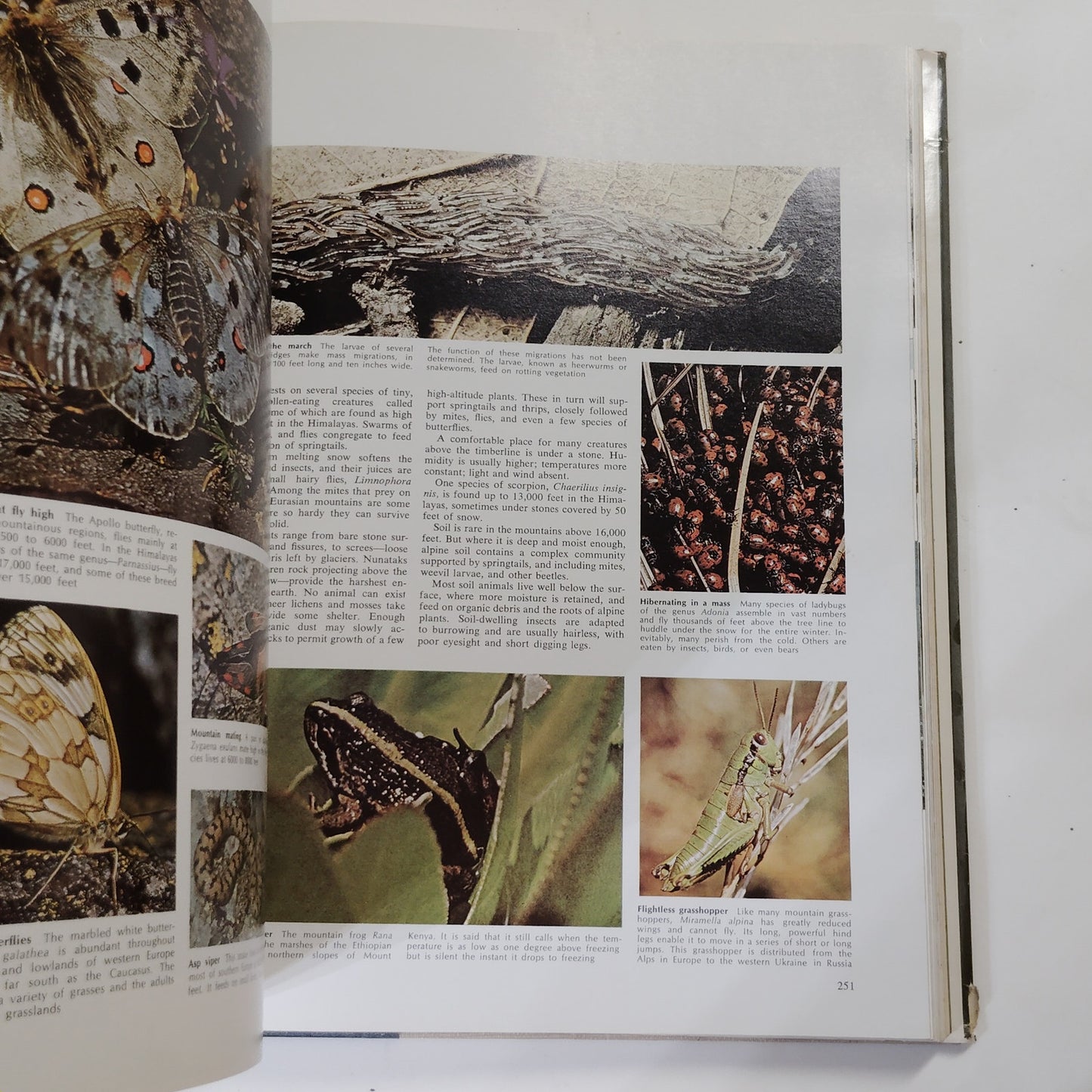Reader’s Digest Fascinating World of Animals 1971 Hardcover 12.5" x 9.5" x 2"