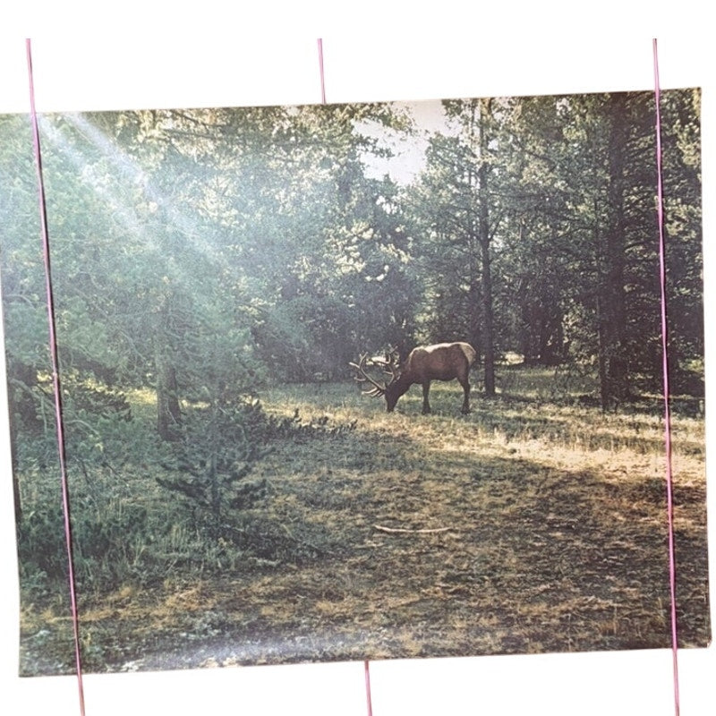 Vintage Moose in Forest Print - Nature Wildlife Art 20" x 16"