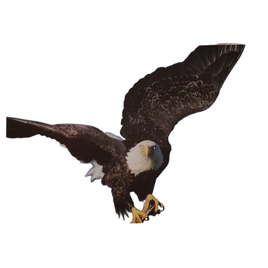 Sierra Club American Bald Eagle Postcard Vintage Theo Allofs Photo