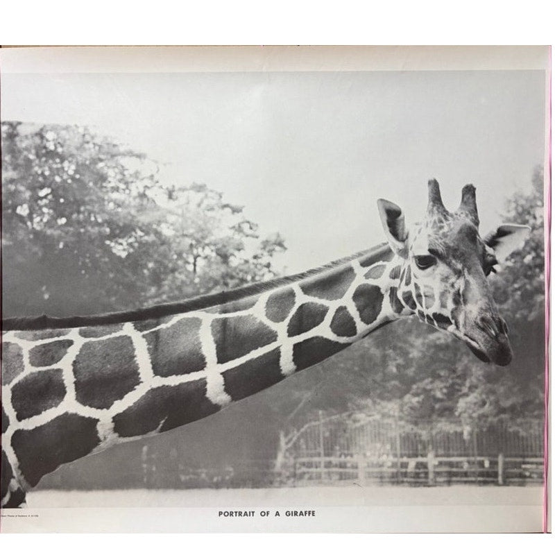 Vintage "Portrait of a Giraffe" Black & White Poster - 20" x 16" Wall Art