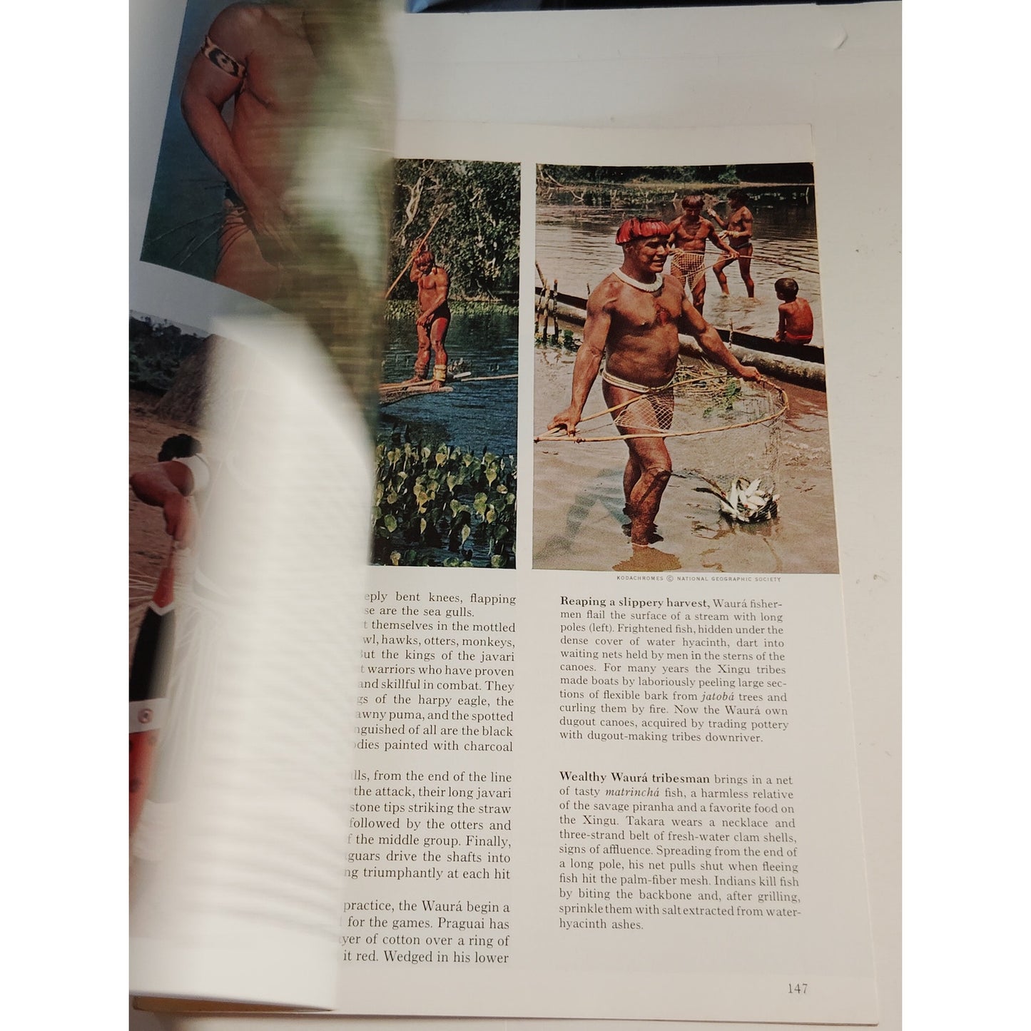 National Geographic January 1966 | Amazon, Saudi Arabia & Antarctic Seals