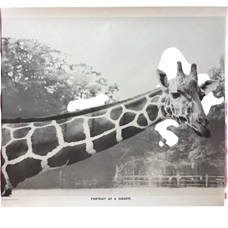 Vintage "Portrait of a Giraffe" Black & White Poster - 20" x 16" Wall Art