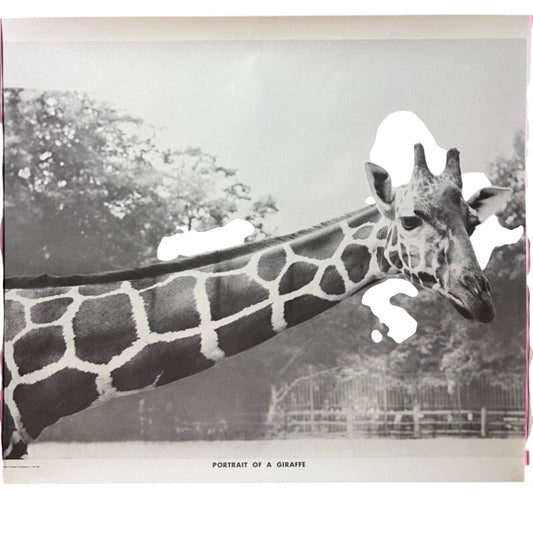 Vintage "Portrait of a Giraffe" Black & White Poster - 20" x 16" Wall Art