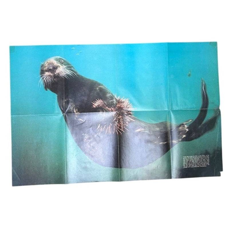 National Geographic VTG Oct 1971 2-Sided Sea Otter & Wildlife Poster 31x20.5"