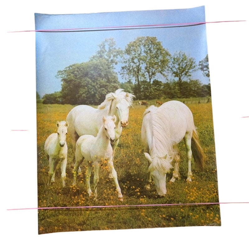 Vintage White Horses Poster - Pre-Owned 20"x16" Art Print in Grassy Field