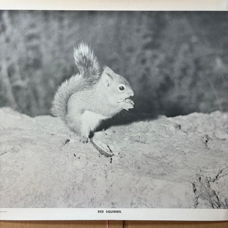 Vintage Red Squirrel Poster B&W Animal Wall Art Print 20x16" KVM Published USA