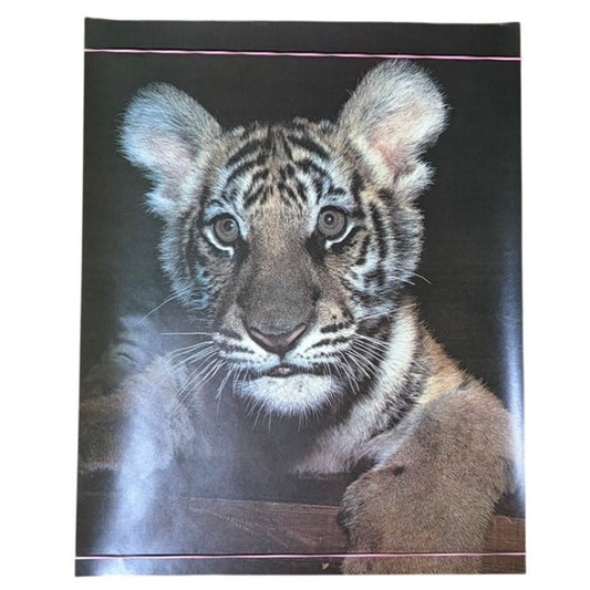 Vintage Tiger Cub Poster - Excellent Pre-Owned Condition - 20" x 16" Print