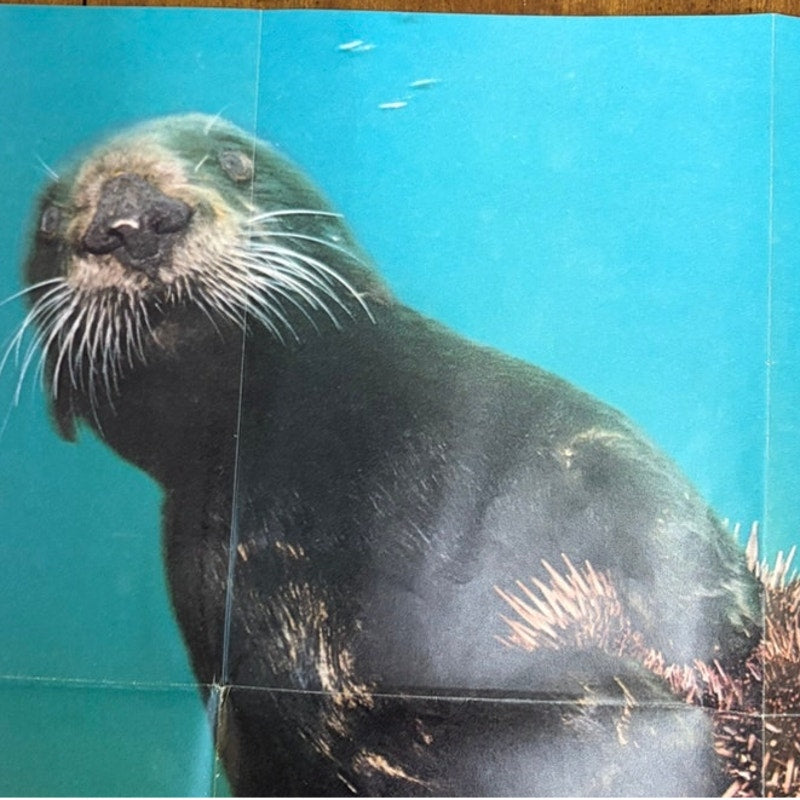 National Geographic VTG Oct 1971 2-Sided Sea Otter & Wildlife Poster 31x20.5"