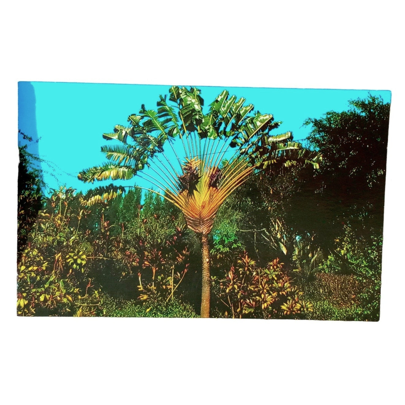 Vintage Postcard - Travelers Palm Florida, 3.5" x 5.5" Gulfstream Card Co. Inc