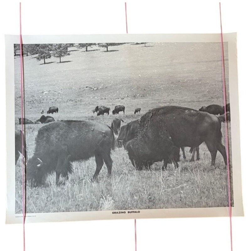 Vintage "Grazing Buffalo" B&W Photo Print 20x16 - Matte Finish Western Art