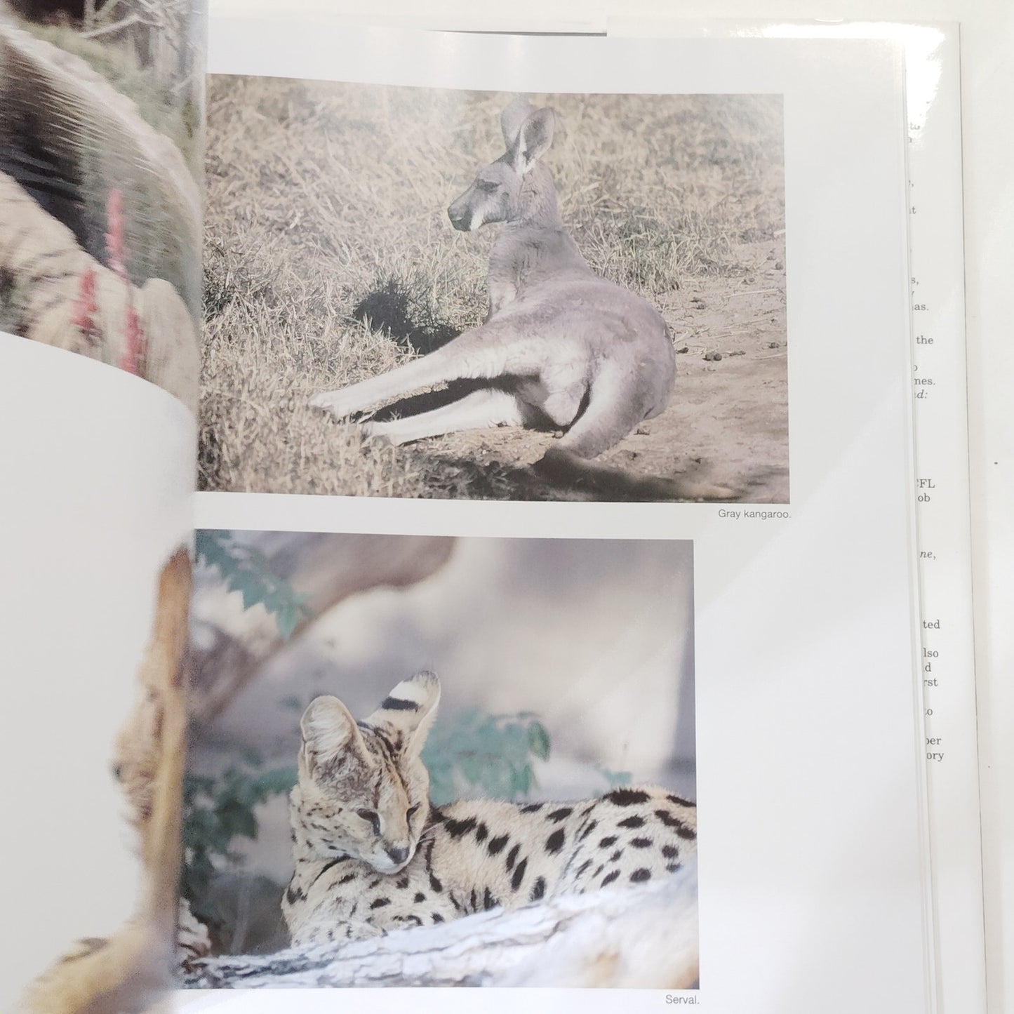 American Zoos 1992 Hardcover Wildlife Photography Book 12.5" x 10.75"