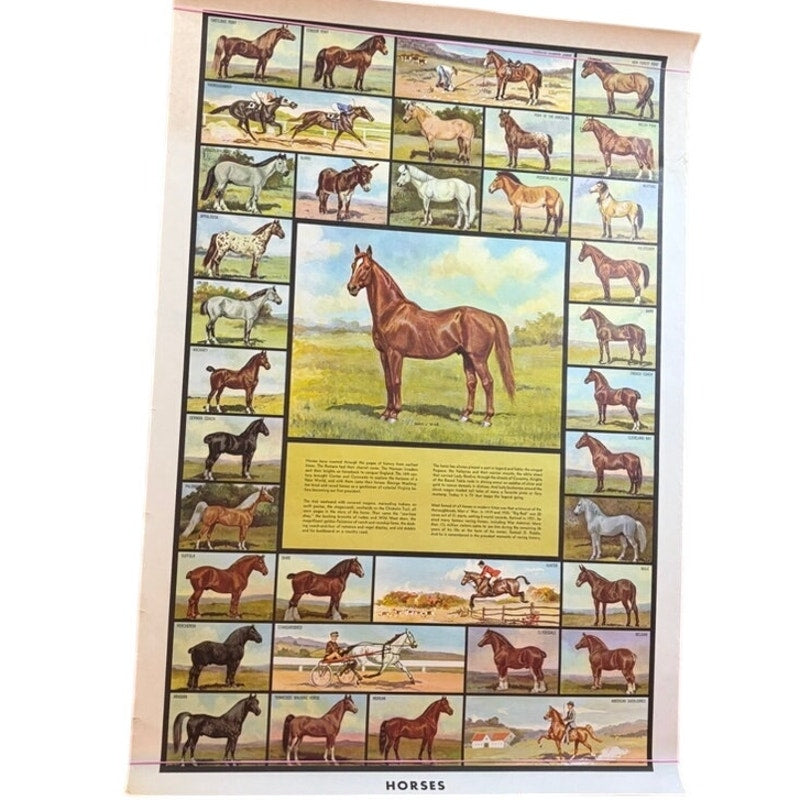 Vintage Man O' War & Horse Breeds Poster - Brown/White, 37.5" x 25.5" Art Print