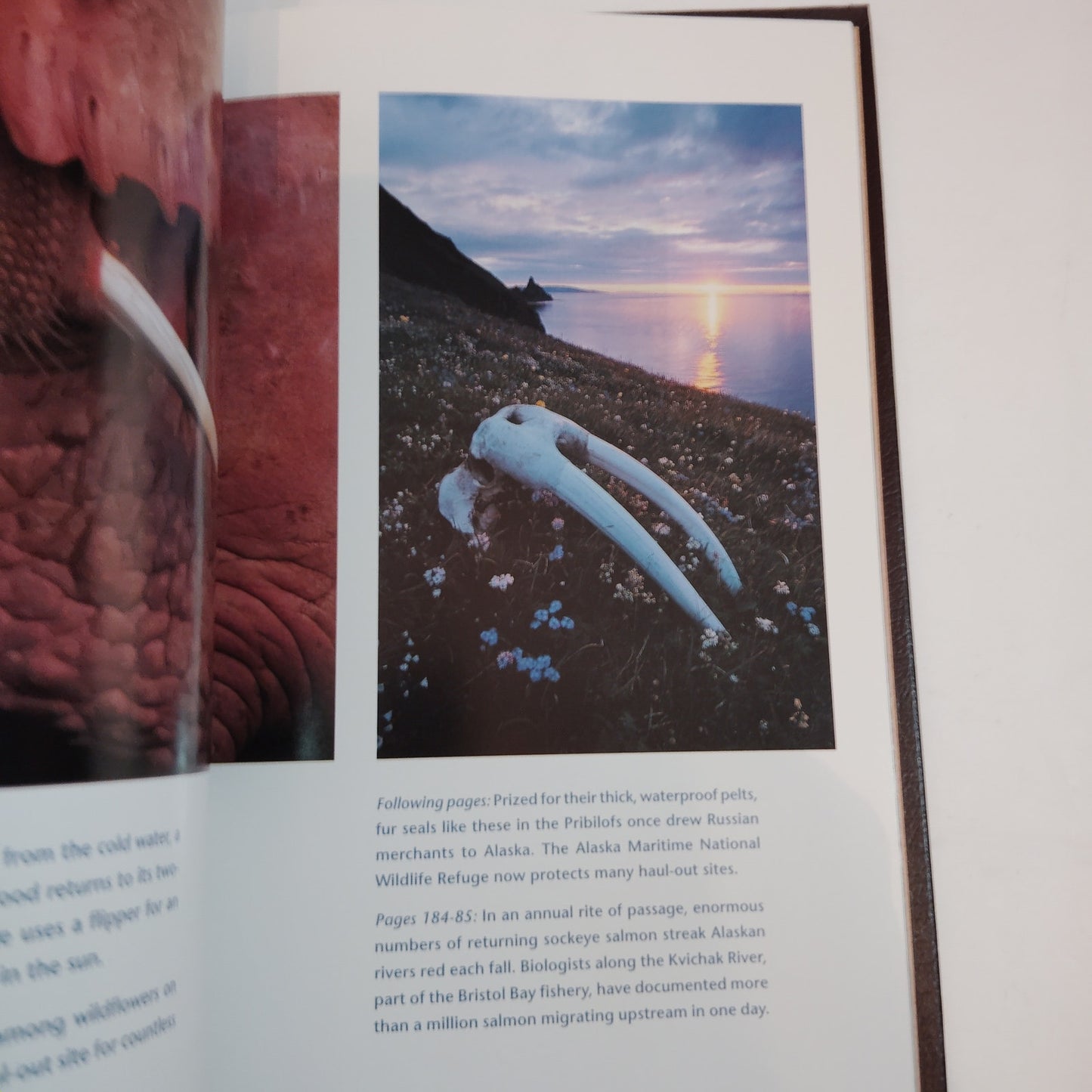 Treasures of Alaska: Last Great American Wilderness - Deluxe Hardcover 2001