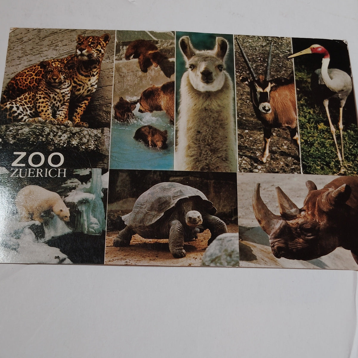 1971 South Africa Postmarked Postcard - Zuerich Zoo Animals, Multi-Color