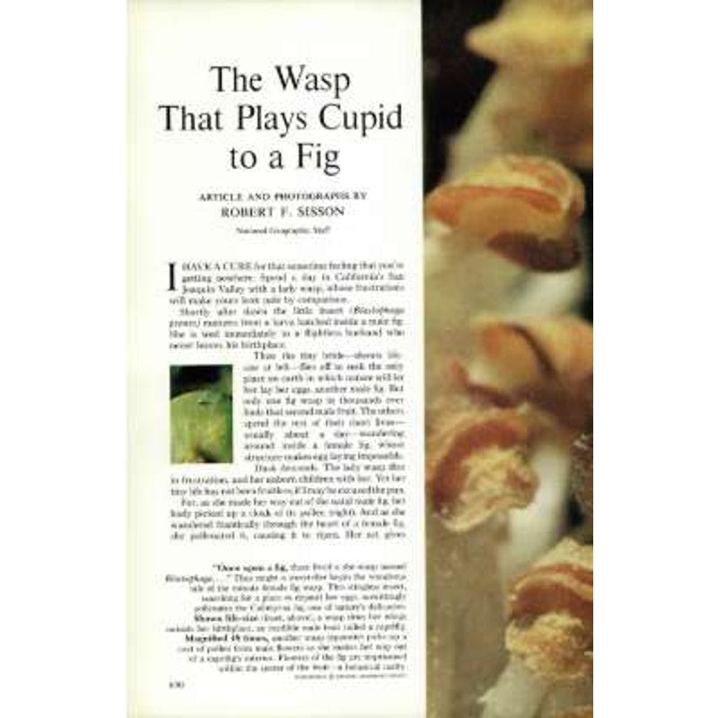 National Geographic Magazine NOV 1970, Computers, Ozark, Gangton, Piranha & More