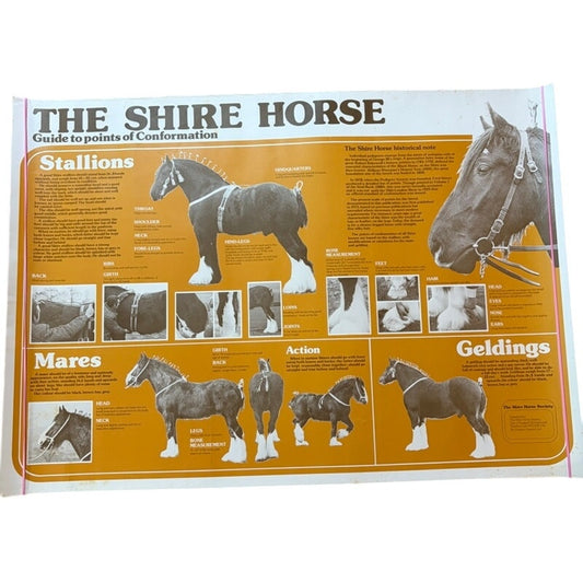 Vintage Shire Horse Conformation Guide Poster - Cream & Sepia, 23.5" x 16.5"