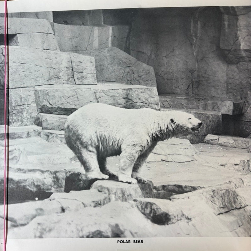 Vintage Polar Bear Print Poster 20"x16" - Black & White Zoo Exhibit Art