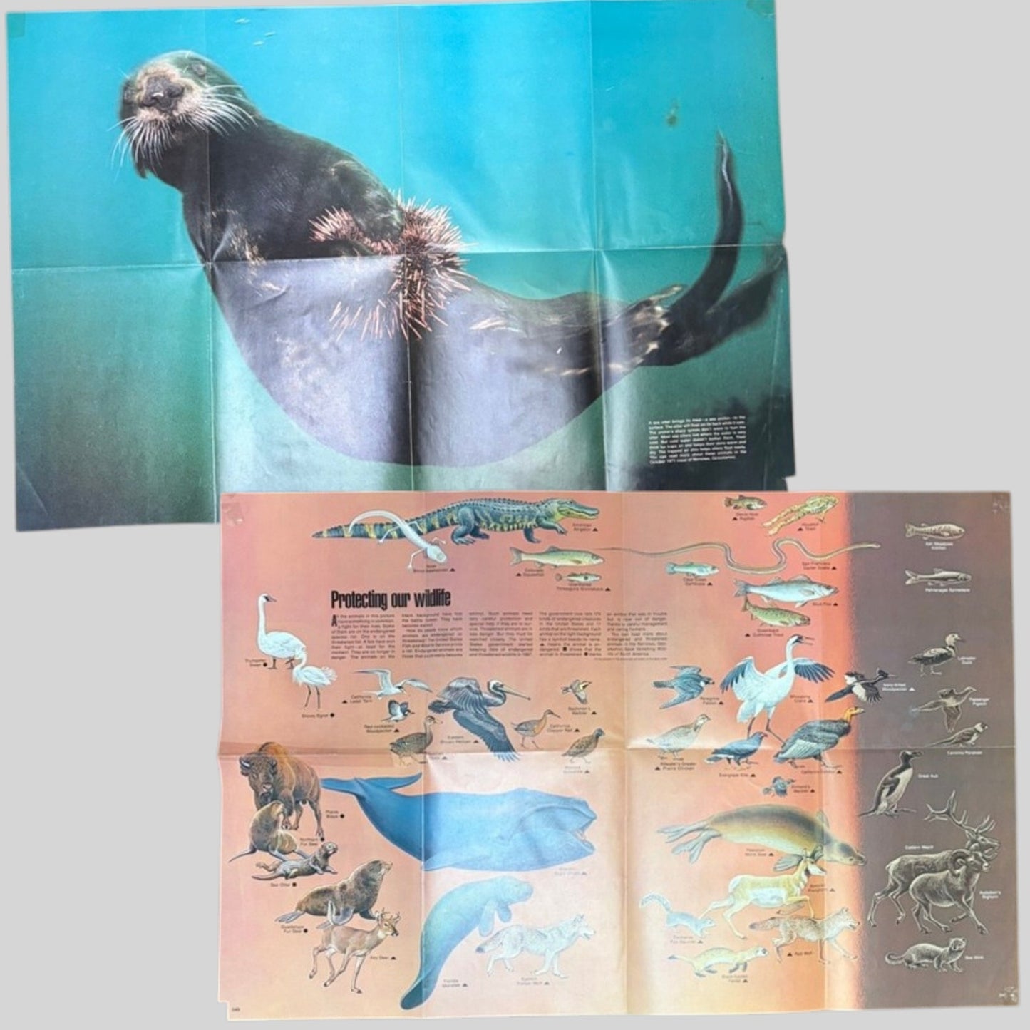 National Geographic VTG Oct 1971 2-Sided Sea Otter & Wildlife Poster 31x20.5"