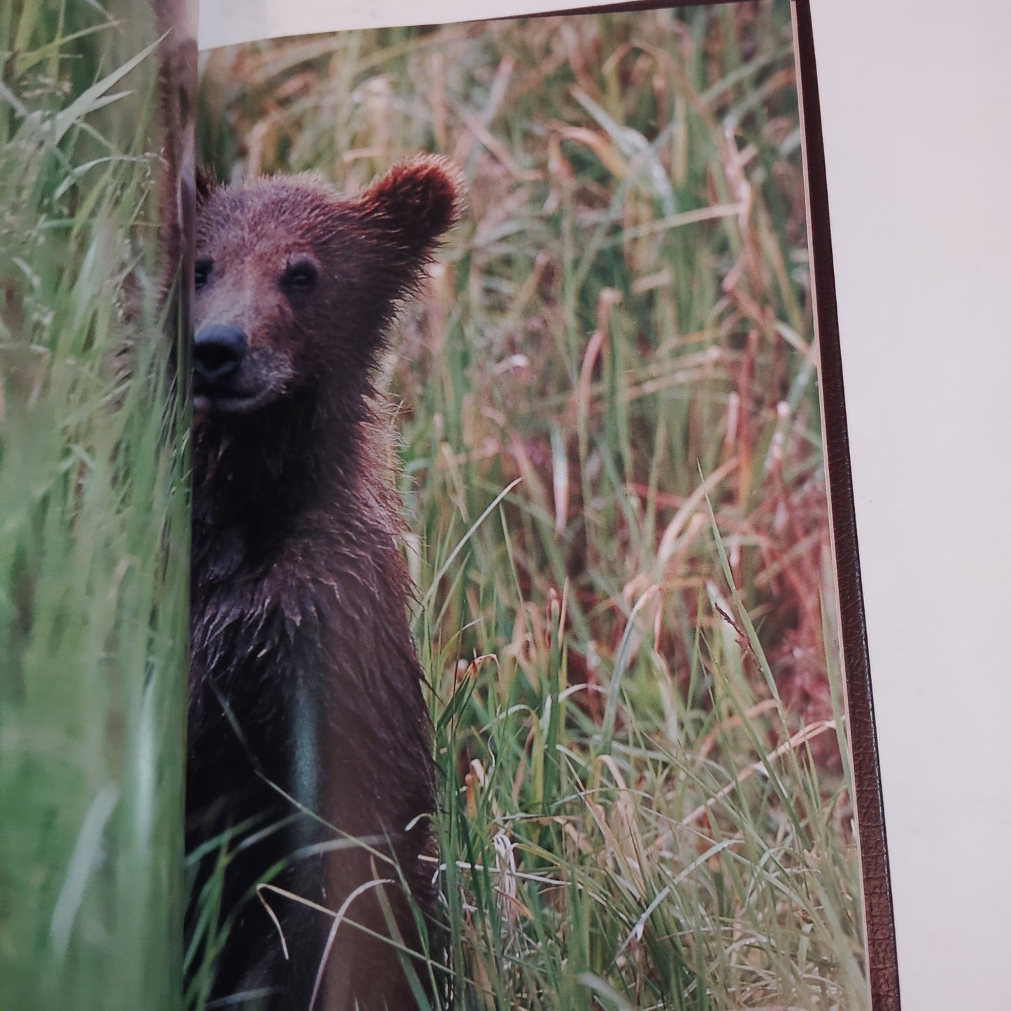 Treasures of Alaska: Last Great American Wilderness - Deluxe Hardcover 2001