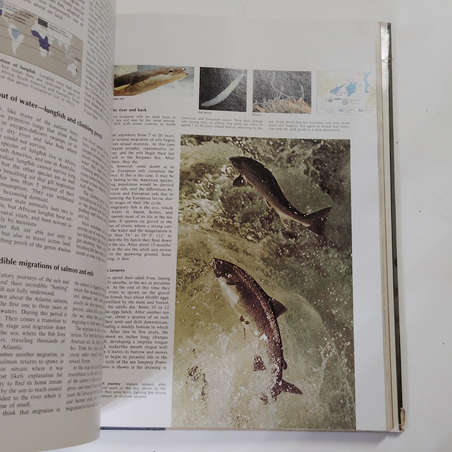 Reader’s Digest Fascinating World of Animals 1971 Hardcover 12.5" x 9.5" x 2"