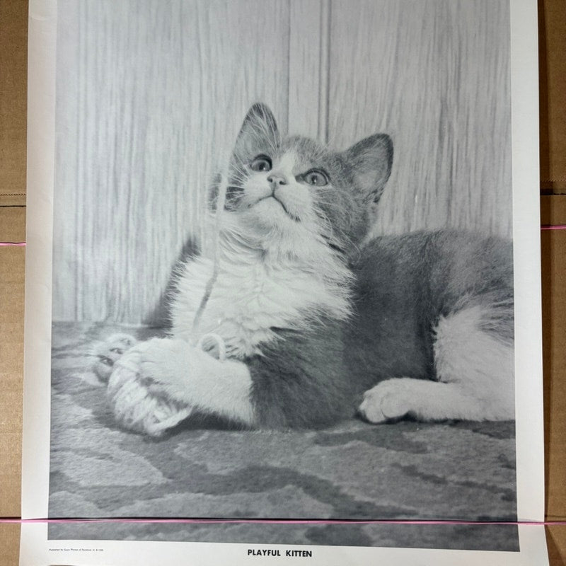 Playful Kitten Black & White Vintage Photographic Poster - 20" x 16"