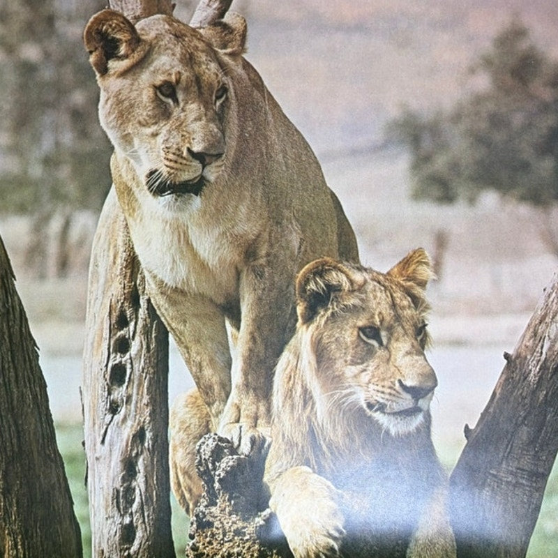 Vintage Lions Poster - Mother & Cub in Tree, Matte Finish, 20" x 16" Brown/Green