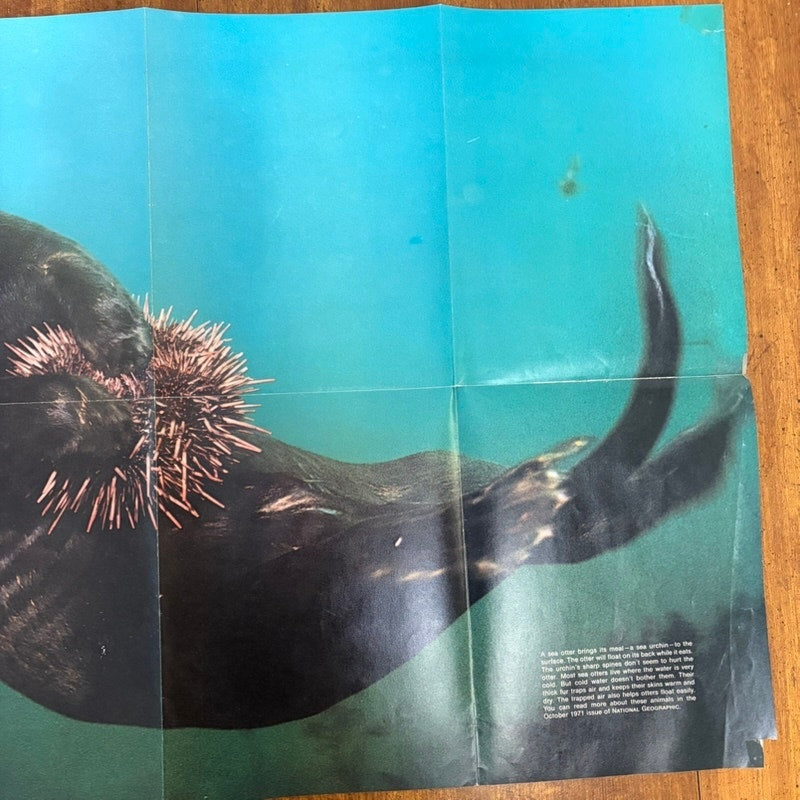 National Geographic VTG Oct 1971 2-Sided Sea Otter & Wildlife Poster 31x20.5"