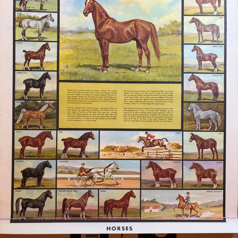 Vintage Man O' War & Horse Breeds Poster - Brown/White, 37.5" x 25.5" Art Print