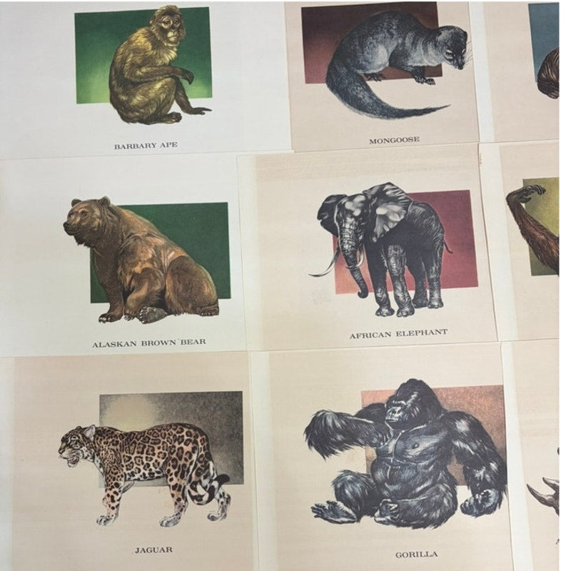 18 PC Vintage 1960's Wildlife Animal Prints Set, Wildlife Illustrator Mary Baker