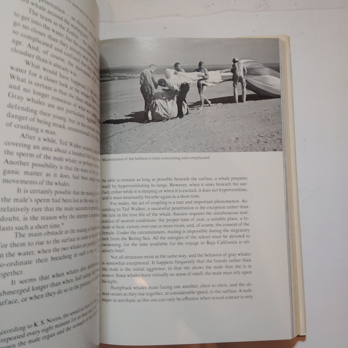 The Whale Mighty Monarch of the Sea 1972 Cousteau Hardcover Excellent One-Owner