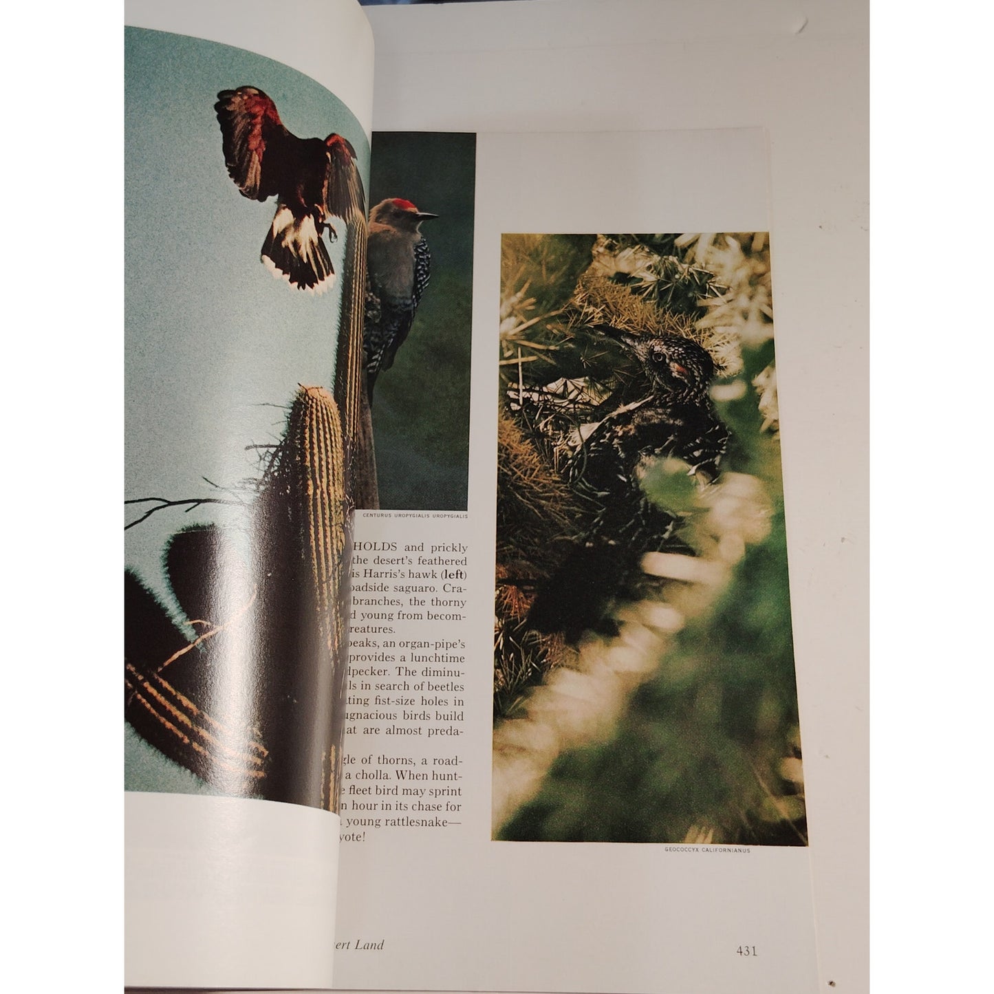 National Geographic – September 1973, Apollo Missions, Bighorn Sheep, Corsica