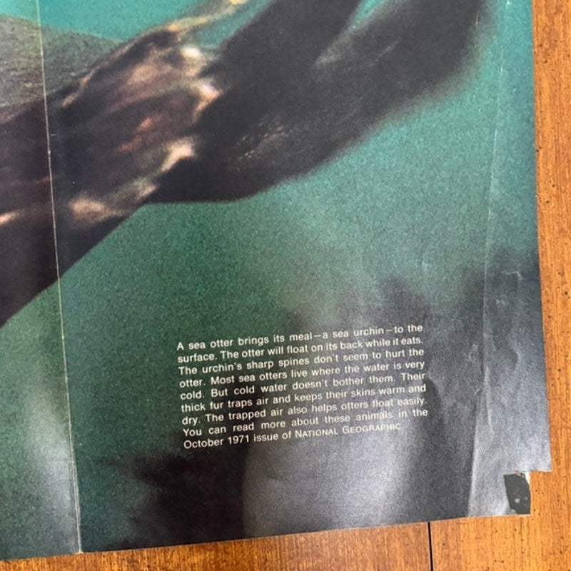 National Geographic VTG Oct 1971 2-Sided Sea Otter & Wildlife Poster 31x20.5"