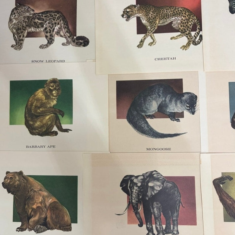 18 PC Vintage 1960's Wildlife Animal Prints Set, Wildlife Illustrator Mary Baker