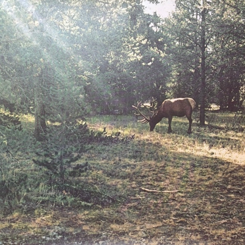 Vintage Moose in Forest Print - Nature Wildlife Art 20" x 16"