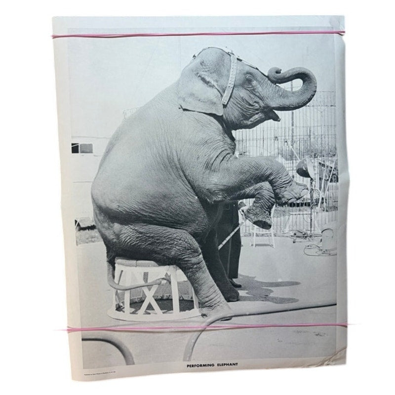 Vintage Performing Elephant Circus Poster 1968 – Black & White 20" x 16" Print