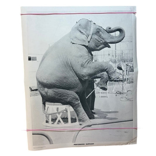 Vintage Performing Elephant Circus Poster 1968 – Black & White 20" x 16" Print