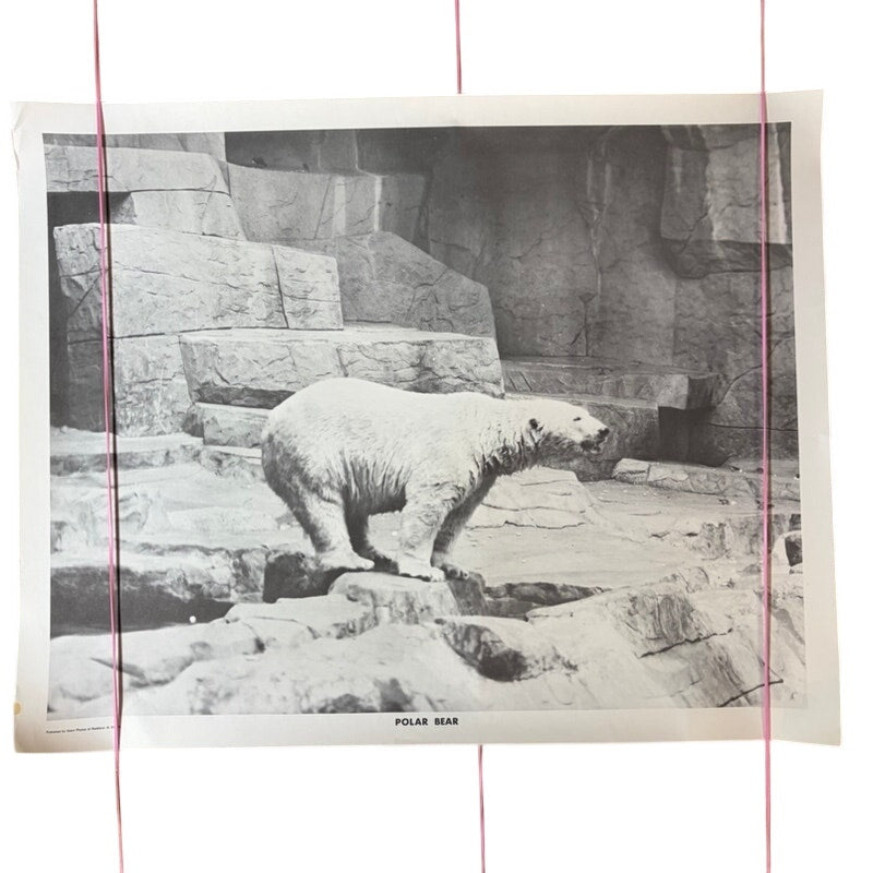 Vintage Polar Bear Print Poster 20"x16" - Black & White Zoo Exhibit Art