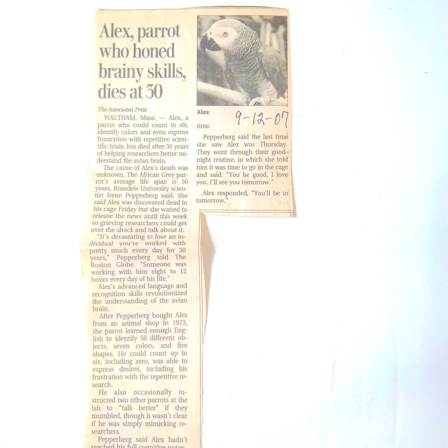 Alex the Grey (African) VHS 1995 Avian Education Society Documentary w/ Article