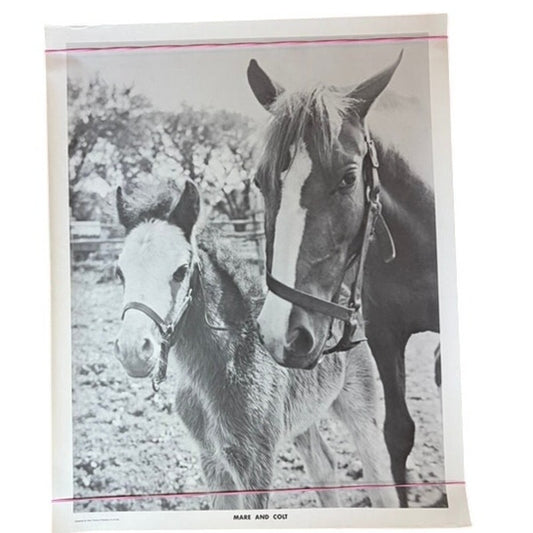 Vintage Mare & Colt Black & White Horse Art Print - 20" x 16" Equestrian Decor